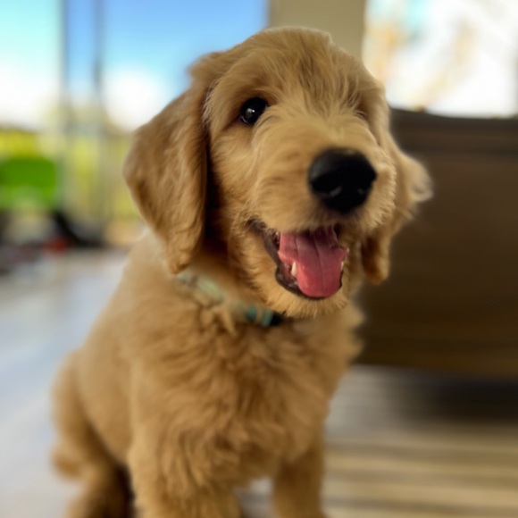 makenapuppy